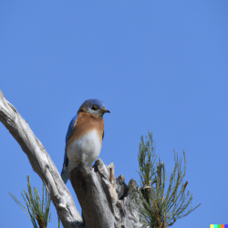 DALL·E 2023-06-06 18.16.24 - super photo of a bluebird in front of a tree.png